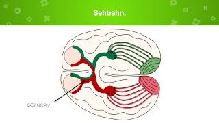 Weiterverarbeitung des Seheindrucks vom Auge bis ins Gehirn [upl. by Mctyre]