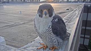 Peregrine Falcon Caught on Port Huron Ship Cam [upl. by Lacefield]