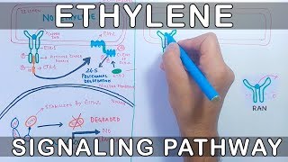 Ethylene Signalling Pathway [upl. by Aranat]