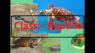 The Class Reptilia Reptiles Explained [upl. by Syah]