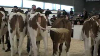 Berner Junior Expo 2009 Wahl der Rindermiss RedHolstein [upl. by Draillih583]