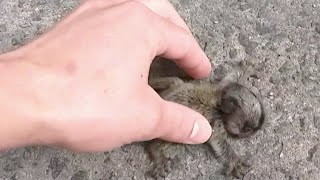 動物の赤ちゃんは伸びてくる手に恐怖で震える。しかし、それは母親との再会のためだった。 [upl. by Auburta847]