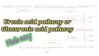 Uronic acid pathway made easy How to remember Glucuronic acid pathway easily biochemistry [upl. by Hobbie291]