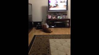 My dog howling at the Empire Commercial [upl. by Inavoy]