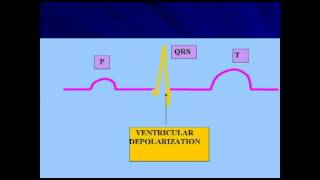 AP2 EXAM 1 HEART DEPOLARIZATION amp REPOLARIZATION OF HEART CHAMBERSavi [upl. by Cibis]