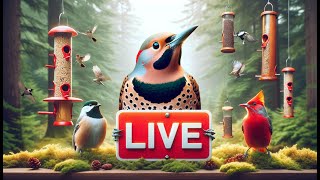 Backyard Bird Feeders LIVE in 4K [upl. by Ahsirpac]