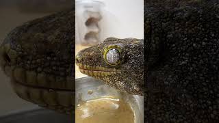 Feeding Largest Gecko Species in the World [upl. by Westfahl642]