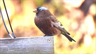 RosyFinch Graycrowned Mapleton Line Elgin county Ontario Nov132023 by Lucio Fazio [upl. by Eniamsaj]