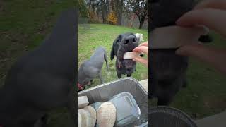 Feeding my dogs frozen raw patties for dinner 🐶🥩 Instinct Pet  Raw Dog Food Review  Dog ASMR [upl. by Delgado573]