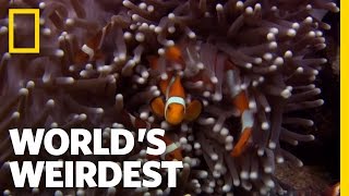 Anemone Killer Fish Traps  Worlds Weirdest [upl. by Vincenty]