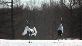 Red Crowned Crane2 [upl. by Witty]