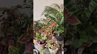 Ek din aap yu humko mil jayege morning vibes gardening shortvideo [upl. by Fredette]