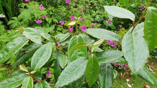 Interesting Edible Bee Magnet Early Fruiter amp Nitrogen Fixer The Silverberry Eleagnus Ebbingei [upl. by Sirret]