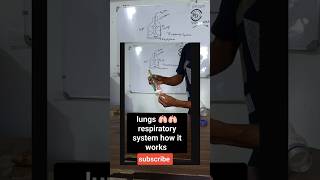 Human respiratory system model project work experiment schoolexperimentvidyadhara inhale exhale [upl. by Rask]