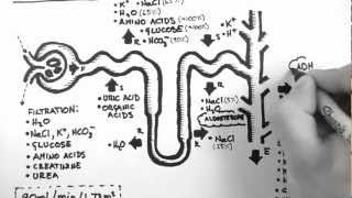 Nephron Function [upl. by Eissac]