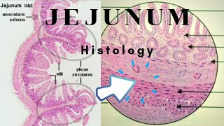 Histology of Jejunum [upl. by Sethrida231]