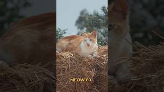 MEOW 60 [upl. by Clausen]