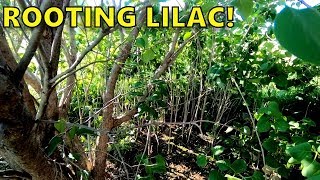 Propagating Rooting Common Lilac From Softwood Cuttings [upl. by Niawat]