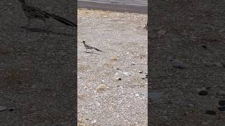 ROADRUNNER IN PRESIDIO TX westtexas wildlife [upl. by Enuahs]