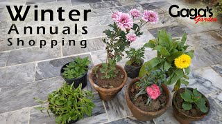 Winter Annuals Shopping  Seasonal Plants  Calendula  Primula  Carnation  Marigold  Petunia [upl. by Ayalat543]