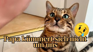 Wenn die Mutter nicht zuhause ist geht alles darunter und drüber… Katzen verhungern [upl. by Aivatnuahs]