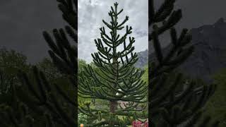 Araucaria araucana or Chilean Pine araucaria shortsfeed shorts [upl. by Most]