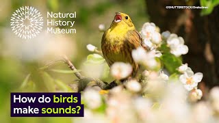 How do birds make sounds  Natural History Museum [upl. by Williamson457]