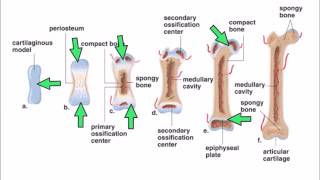 6 Ossification [upl. by Roede]