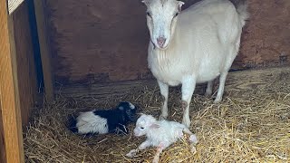 La ManchaSpanish cross goats born [upl. by Bouley]