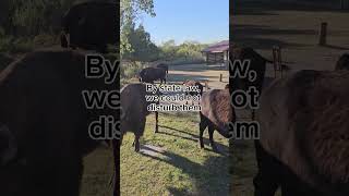 Welcome to Caprock State Park texas Travel panhandle bison welcome [upl. by Cadell]