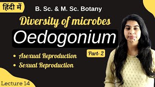 Diversity of microbes  Oedogonium  Reproduction  in Hindi  Botany  B Sc amp M Sc [upl. by Dnomaid]