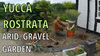 Yucca Rostrata Beaked Yucca care and cultivation UK [upl. by Shannah]