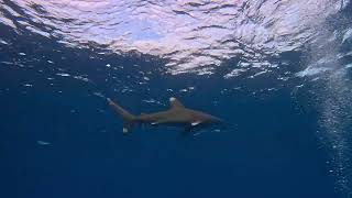 Oceanic whitetip shark near Elphinstone Reef Red Sea Egypt [upl. by Zimmermann]