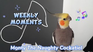 Monty The Naughty Cockatiels weekly moments ❤️❤️part 83❤️❤️ A super talented cockatiel [upl. by Holmen296]