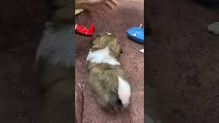 Puppy Playtime 🤪🤣😂🧿♥️peace happiness funnydogvideo shihtzupuppy [upl. by Terrill]