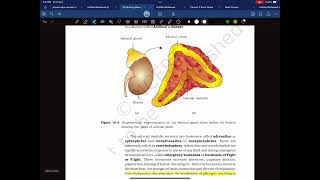 adrenal gland neet [upl. by Rramo]