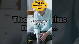 The sartorius muscle [upl. by Direj173]