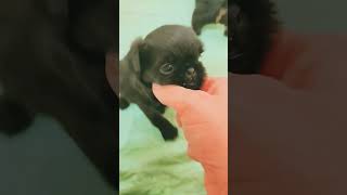 Brussels griffon puppies 4 weeks old brusselsgriffon puppy [upl. by Nitsyrc]