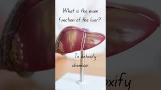 Liver Main Function Health question HQ44 human health [upl. by Idleman]