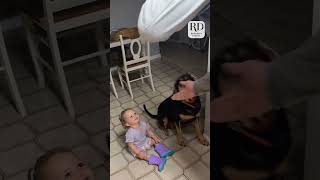 This toddler was following commands just like her doggy big sibling funnykids [upl. by Smalley]