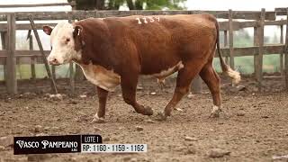 LOTE 1 Toros Polled Hereford RP 1160 1159 1162 [upl. by Adnilym766]