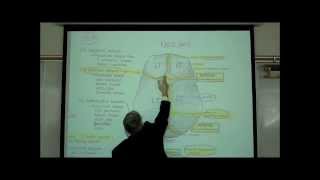 Copy of THE HUMAN SKULL PART 1 by Professor Fink [upl. by Olson]