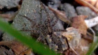 A wolf spider carrying babies [upl. by Neroc329]