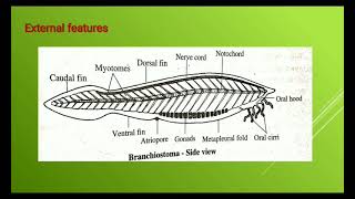 Subphylum Cephalochordata [upl. by Schober523]