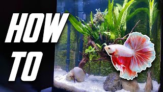 The Betta Fish Tank Guide For Everyone Set Up Equipment amp More [upl. by Nitsuga]