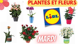 💥 ARRIVAGE LIDL💥 PLANTES ET FLEURS  19 avril 2022  14 OFFRES  FRANCE [upl. by Louie896]