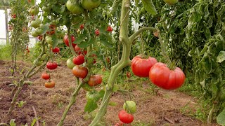 25 Podamos tomateras y plantamos verduras para el otoño en el invernadero [upl. by Oruntha]