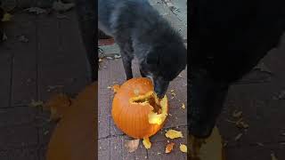 Dogs LOVE Pumpkin [upl. by Kifar910]