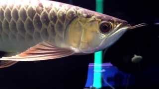 Aqua Gold Crossback Golden Arowana in Japan [upl. by Hak]