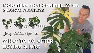 What to do after buying a Monstera Thai Constellation [upl. by Imis]